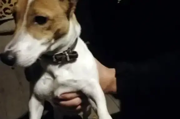 Собака Джек рассел найдена на Торфяной улице, Орехово-Зуево