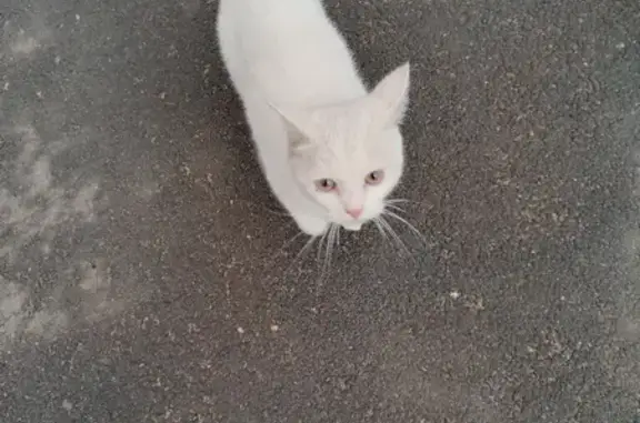 Найдена кошка на пр. Победы, 146 в Оренбурге