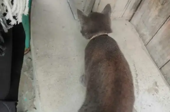 Найдена кошка на улице Писарева, 112 в Новосибирске