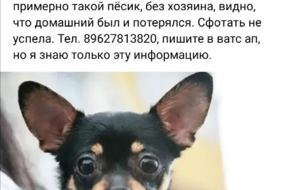 Найден маленький пёс на ул. Ивана Черных, Томск