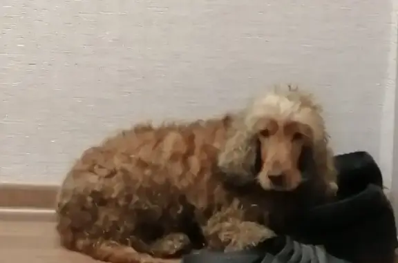 Найдена собака на Высоцкого, 29 в Томске