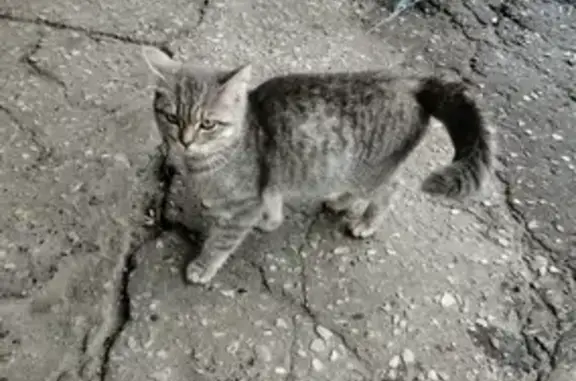 Найдена кошка на ул. Лермонтова, 28, Краснооктябрьский