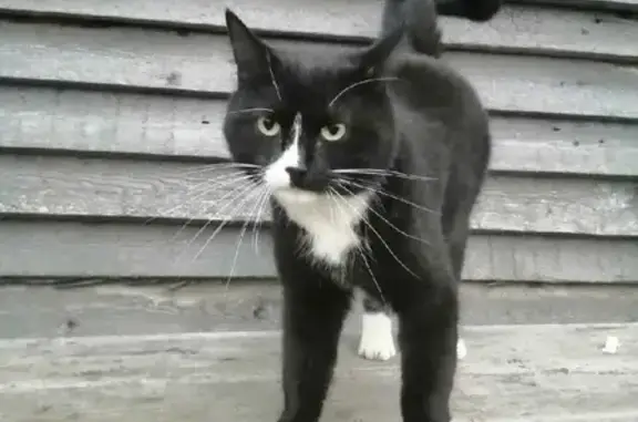 Пропала кошка на Октябрьском проспекте, Сыктывкар