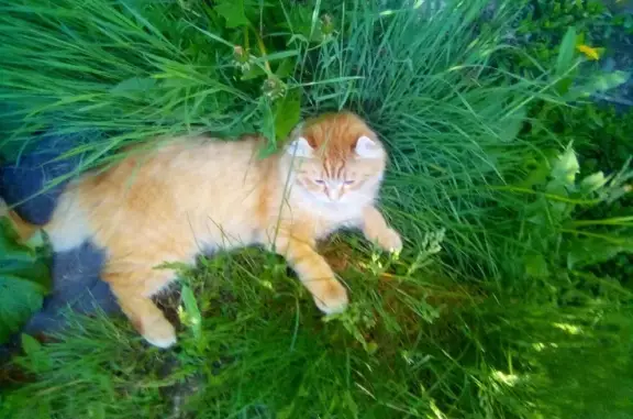 Пропал кот на улице Бехтерева, 27 в Челябинске
