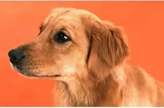 Пропала собака Кнопа в Брызгаловском сельском поселении, Владимирская область