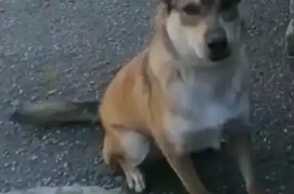 Пропала собака Сэм на Кузнечной ул. в Краснодаре