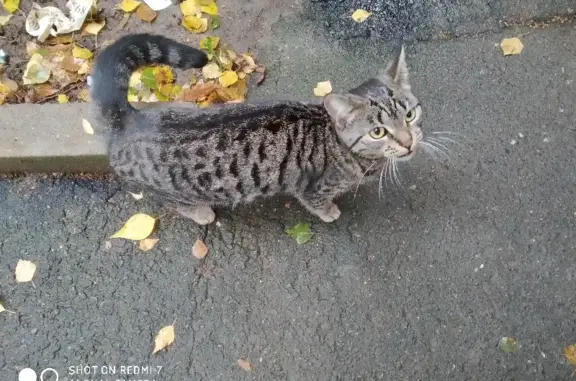 Найдена домашняя кошка на ул. Софьи Ковалевской, 15 к3