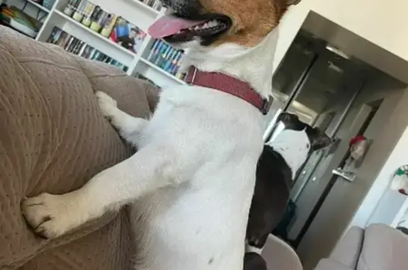 Собаки потеряшки, Томск, фото: Потеряшка кобель Джек Рассел на Красноармейской, Томск