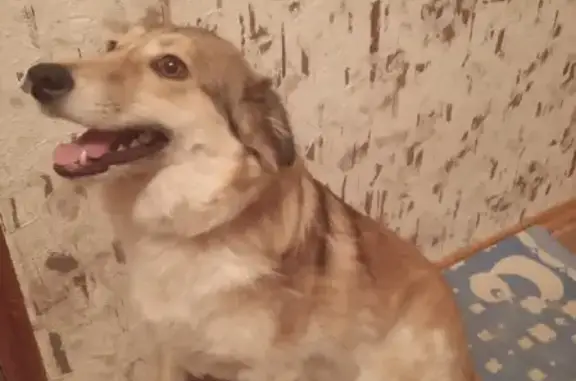 Собаки потеряшки, Ульяновск, фото: Потеряшка собака Амина на ул. Ульяны Громовой, 2А