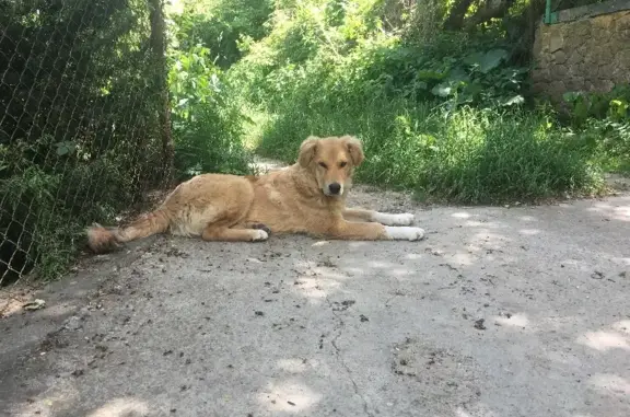 Пропала собака Чапа на ул. Кутузова, Кисловодск
