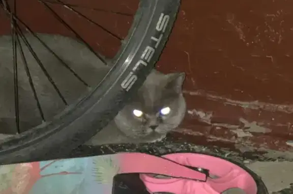 Найдена кошка на Хлобыстова, 7 в Мурманске