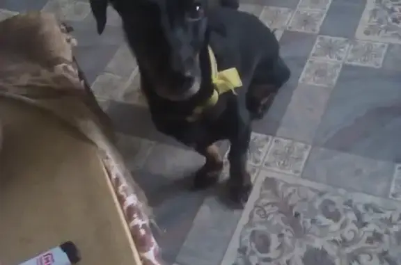 Найдена собака с желтым ошейником на улице Кирова