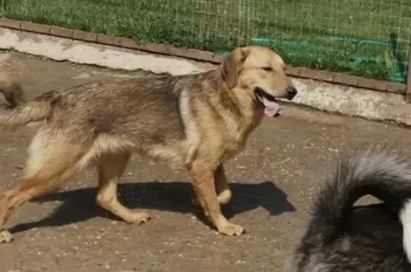 Пропала собака в Ивантеевке, зовут Ричик!