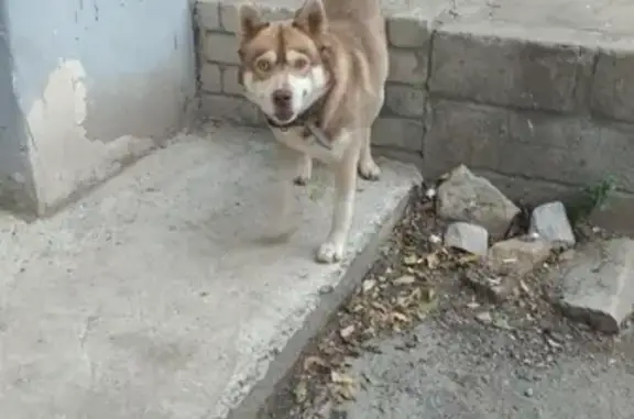 Собака найдена на Елецкой, 12А, Волгоград