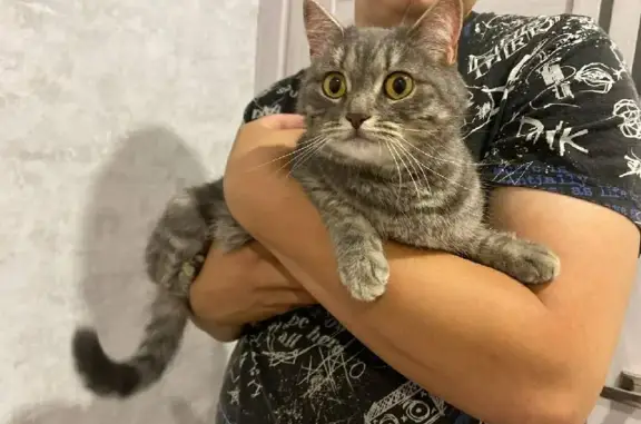 Найдена ласковая кошка на ул. Александра Шмакова, Челябинск