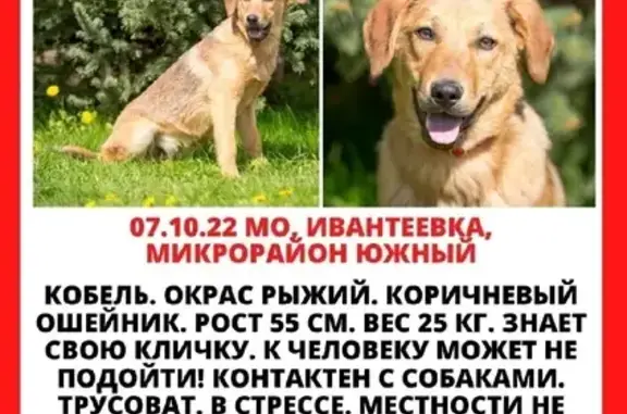 Пропал молодой рыжий пёс на Заречной улице, Ивантеевка
