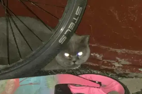 Найдена серая вислаухая кошка на Хлобыстова 7, Мурманск