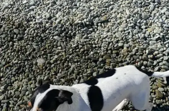 Пропала собака в Перевальном, Крым: Джек-Рассел терьер Бетти, 3 цвета, татуировка на животе.