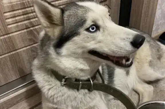 Собака хаски найдена на улице Болдырева, Томск