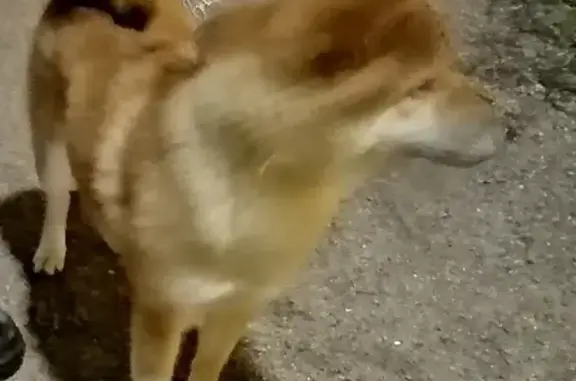 Найдена собака на Шоссе Революции, СПб