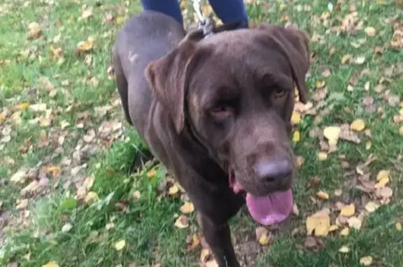 Найдена собака в лесном массиве Московской области
