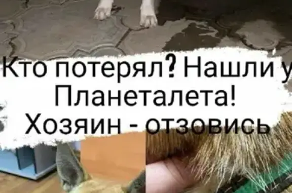 Собака на ул. Карбышева, 1Б, рыжая с зеленым ошейником