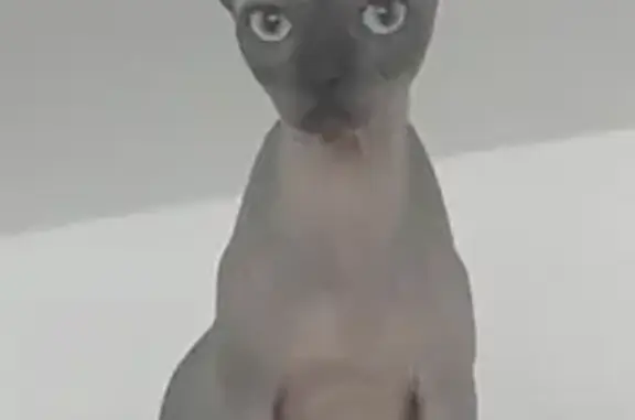 Потерянные животные , фото: Пропала кошка на ул. Александра Невского, 18.