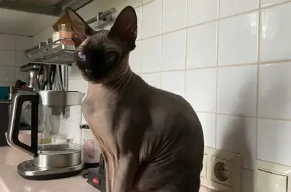 Кошки потеряшки, Москва, фото: Потеряшка кошка на 1-й улице 8 Марта, Москва