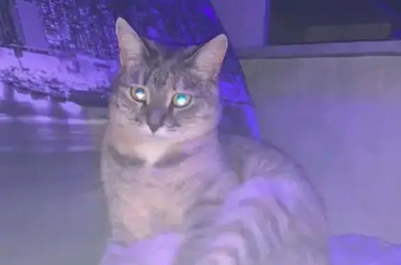 Кошки потеряшки, Казань, фото: Потеряшка кошка на улице Коммунаров, 2 в Казани