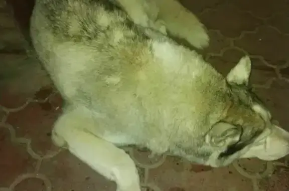 Собака Лайка найдена возле табачки на пр. Мира, 18, Москва.