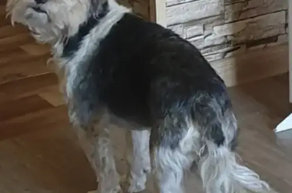 Собаки потеряшки, Томск, фото: Потеряшка собака в Томске: Наш Бакс потерялся на Дорожном переулке, 16