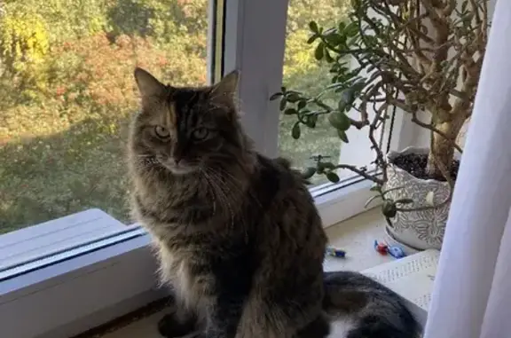 Пропала кошка Мурка в Луговом, вознаграждение гарантируем.