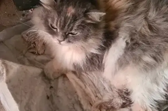 Найдена кошка с поврежденными лапами на ул. Мичурина, 55, Коломна