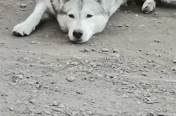 Собака найдена на ул. Ивана Кочубея, 13 в Иркутске