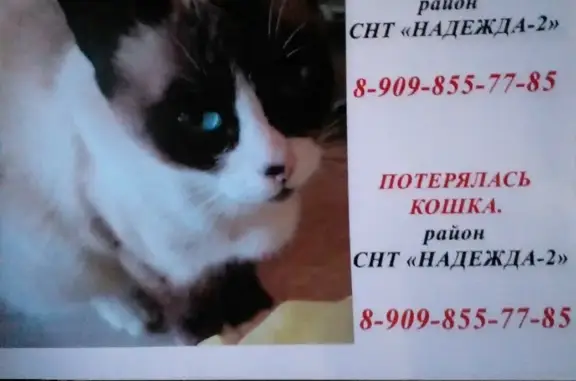 Пропала сиамская кошка в Хабаровске, СНТ Надежда-2, ул. 4.