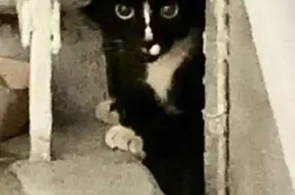 Найдена кошка с белыми лапками на Всеволода Вишневского 4, Москва