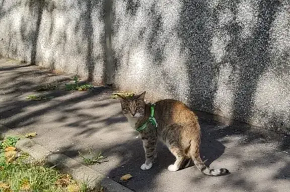 Найдена ласковая кошка на ул. Прыгунова, 17