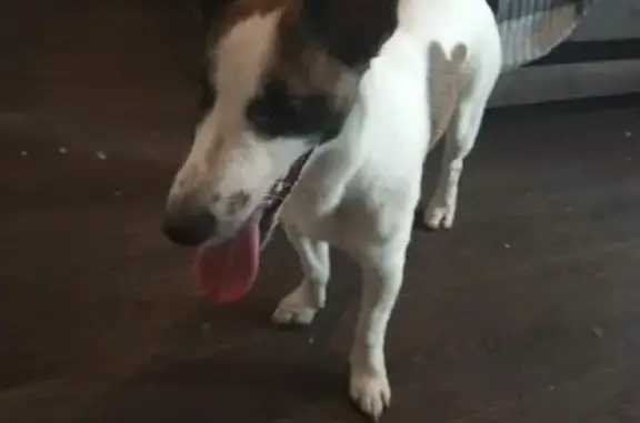 Найдена собака на Меркулова в Липецке.