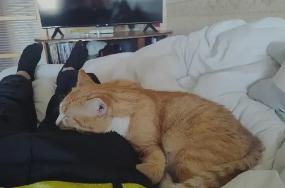 Объявления о пропавших и найденных животных, Москва, фото: Найден кот на Рубцовской набережной, Москва