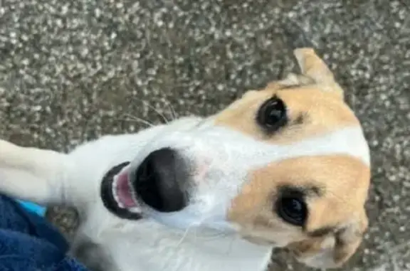 Собака найдена на улице Ленина, Михайловск