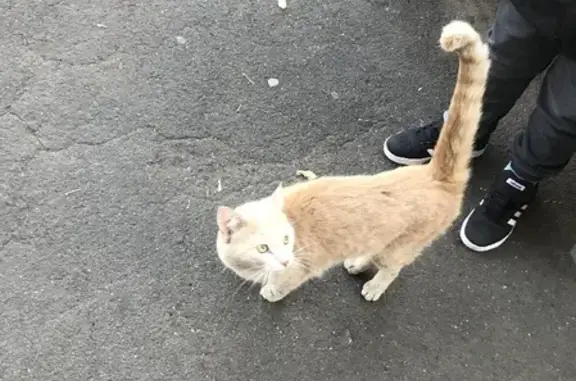 Кошка найдена на ул. Докукина, 5 к1, Москва.