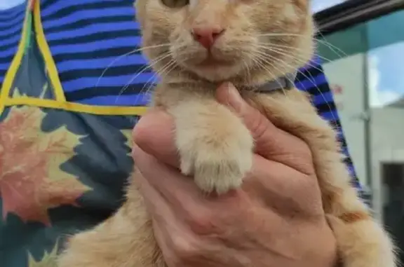 Найдена рыжая кошка возрастом 3 месяца в Калининграде