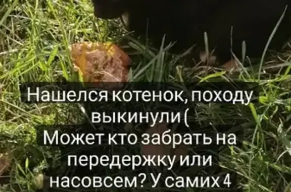 Найдена чёрная кошка на Кукшумской, Чебоксары.