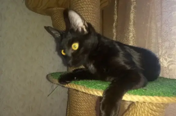 Потерянные животные Санкт-Петербург, фото: Пропала кошка 