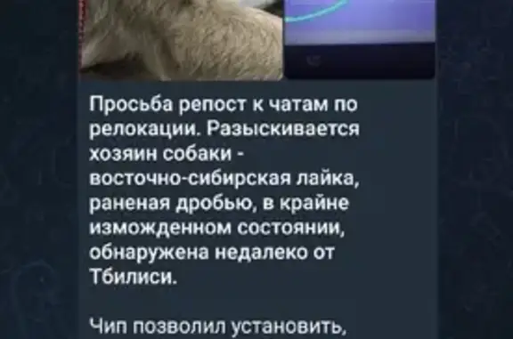 Найдена собака, Тбилиси, фото: Найдена собака на улице Сиони, Тбилиси