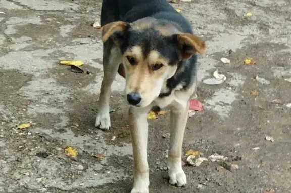Найдена собака ищет дом на улице Зарубина, 12
