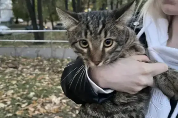 Кошка найдена на Профсоюзной, Москва