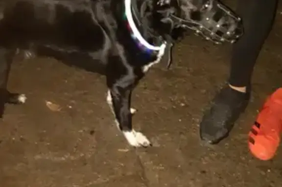 Найден черный пес с белой грудкой на ул. Токарей, 29