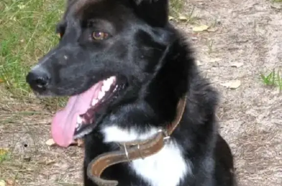 Пропала собака на Железнодорожной, 25 в Северодвинске