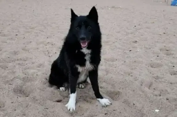 Найдена черная собака в Репино, ошейник есть